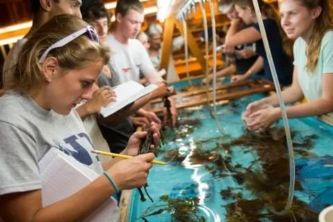 A group of diverse students, likely aspiring marine biologists, examining marine specimens (including seaweed and other plants/organisms) in a large, shallow tank of water in a lab or classroom setting. The students are holding notebooks and pencils, taking notes, and appear to be engaged in a hands-on learning activity.