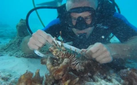 A male marine biologist, wearing full SCUBA gear including a mask and regulator, is underwater near the sandy seafloor, measuring a venomous lionfish with a white flexible tape measure. The lionfish is resting on a coral formation, and a faint silhouette of a shark or large fish is visible in the background.